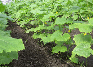 схема посева огурцов