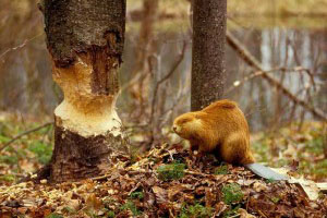 захист від гризунів