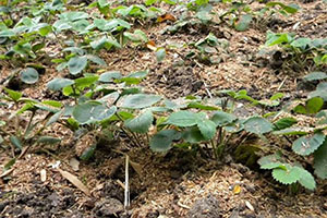 догляд за полуницею восени