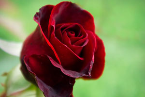 Почему у розы опадают листья фото 1