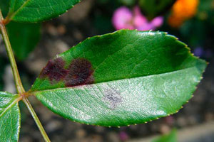 Чем лечить черные пятна на розах и листьях фото 1