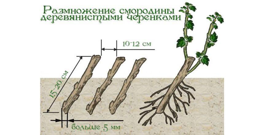 Работы с ягодниками в сентябре